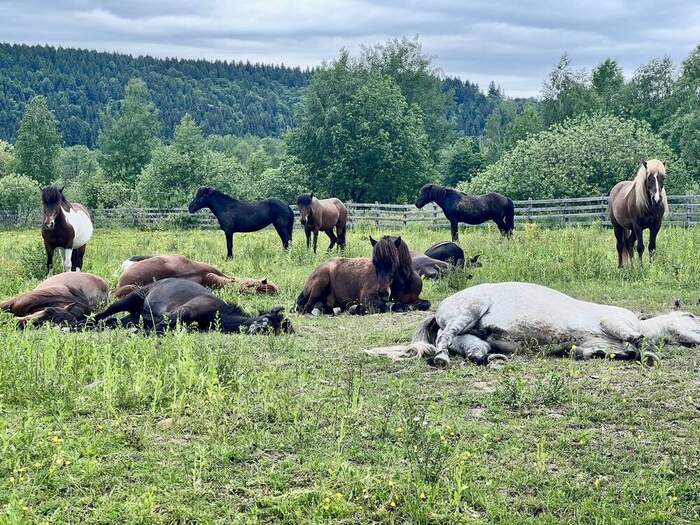 Icelandic horses